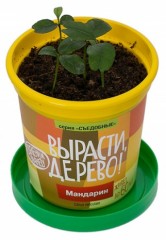 Набор для выращивания «Мандарин» - Фото 1