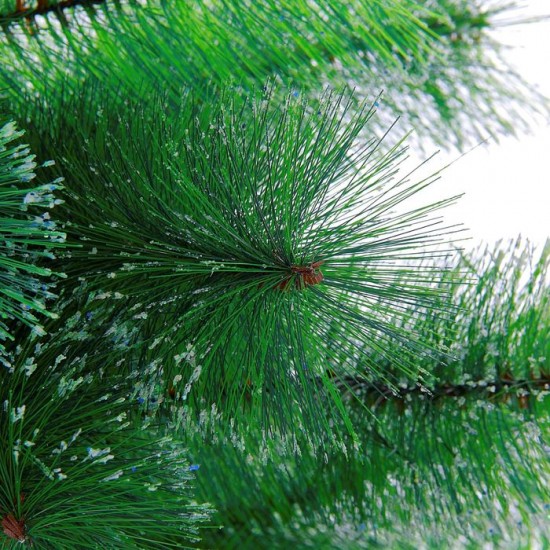 Кедр «Северное сияние», 150 см