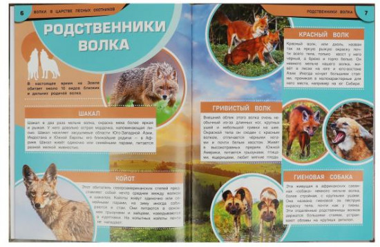 Волки. В царстве лесных охотников