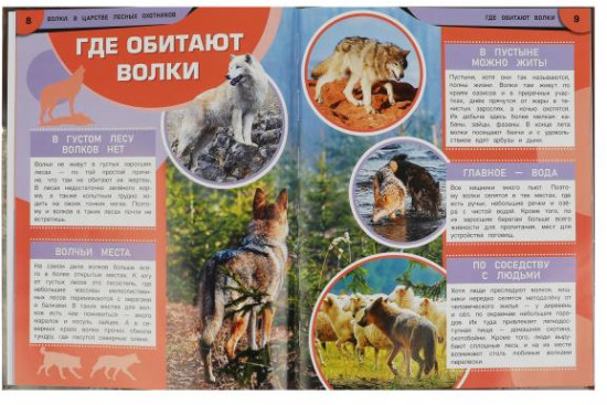 Волки. В царстве лесных охотников