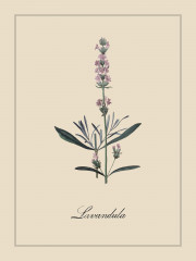 Набор постеров интерьерных «Botanica» - Фото 5