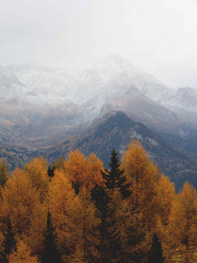 Набор постеров интерьерных «Woodland» - Фото 2