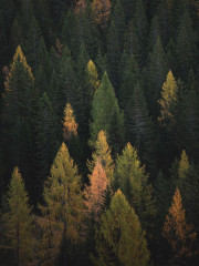 Набор постеров интерьерных «Woodland» - Фото 3