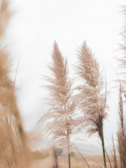 Набор постеров интерьерных «Herbs» - Фото 1