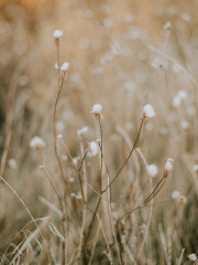 Набор постеров интерьерных «Herbs» - Фото 3