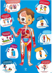 Пазл-игрушка «Как устроено тело человека» - Фото 1