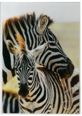 Пазл «Зебры», 500 элементов - Фото 1