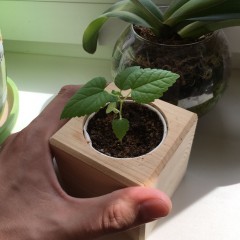 Набор для выращивания «Шелковица Белая» - Фото 1