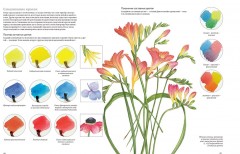 Портреты цветов от А до Я. Практическое руководство по рисованию акварелью - Фото 4