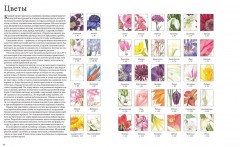 Портреты цветов от А до Я. Практическое руководство по рисованию акварелью - Фото 3