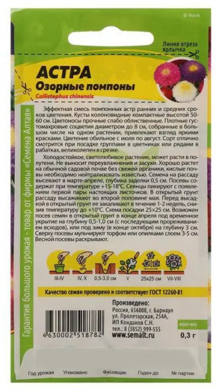 Астра «Озорные помпоны»