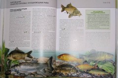 Аквариумные рыбки: полная энциклопедия - Фото 2