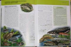 Аквариумные рыбки: полная энциклопедия - Фото 3
