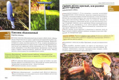 Грибы средней полосы России. Атлас-определитель - Фото 1