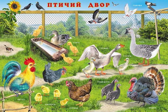 Домашние животные