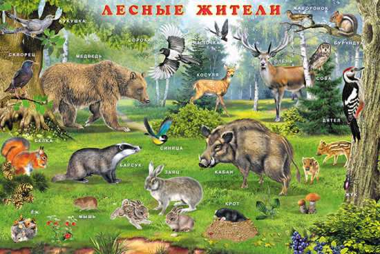 Звери нашего леса