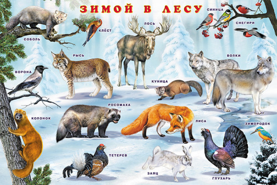 Звери нашего леса