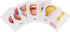 Тело человека. 16 раздаточных карточек с текстом - Фото 1