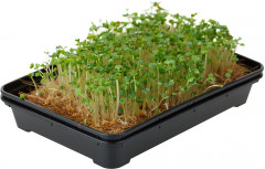 Набор для выращивания микрозелени «Горчица и кресс салат» - Фото 3