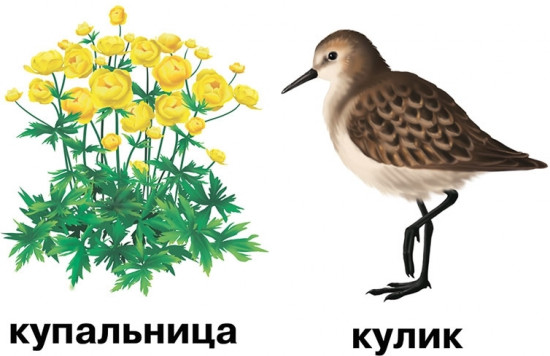 Растения и обитатели пресноводных водоемов