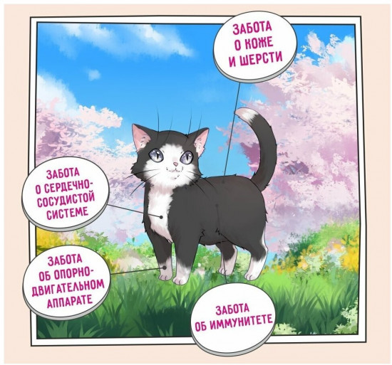 Корм для котят