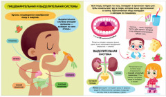 Тело человека - Фото 3