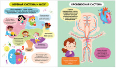 Тело человека - Фото 5