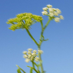 Спрей для тела и волос «Wild algae&Sea fennel» - Фото 3