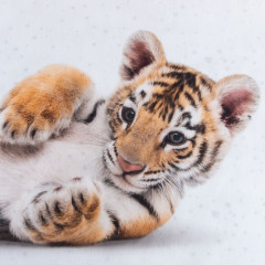Комплект постельного белья «Little tiger» - Фото 2