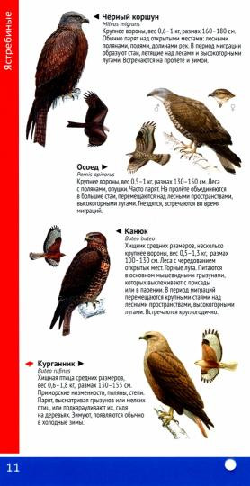 Птицы Черноморского Кавказа