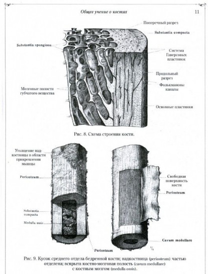 Анатомический атлас