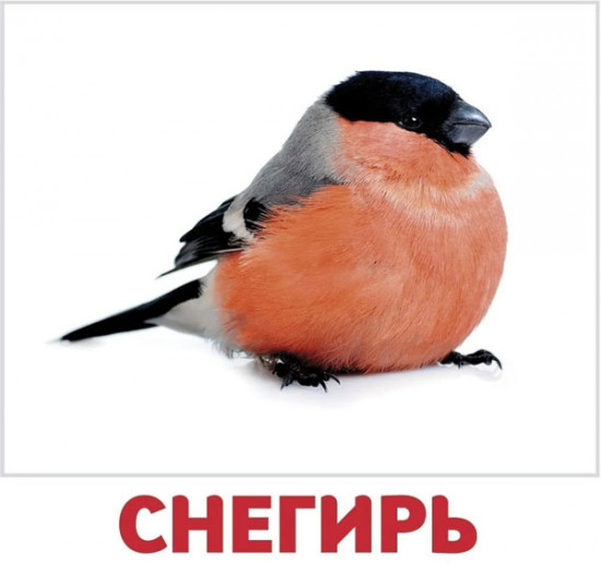 Набор карточек «Водные жители и птицы»