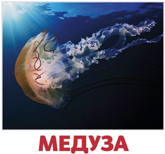 Набор карточек «Водные жители и птицы»