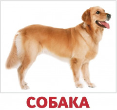 Набор карточек «Домашние и дикие животные» - Фото 4