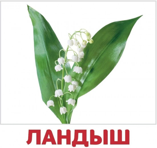 Набор карточек «Цветы и ягоды»