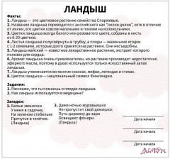 Набор карточек «Цветы и ягоды» - Фото 3