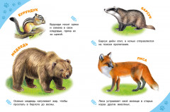 Лесные звери. Энциклопедия для самых маленьких - Фото 2