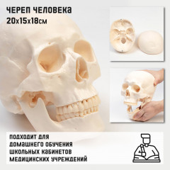 Макет «Череп человека» - Фото 6