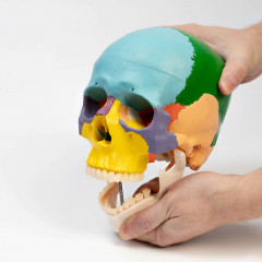 Макет «Череп человека» - Фото 1