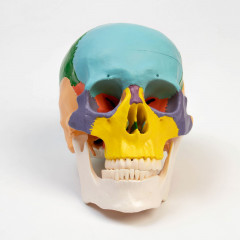 Макет «Череп человека» - Фото 2