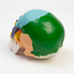 Макет «Череп человека» - Фото 3