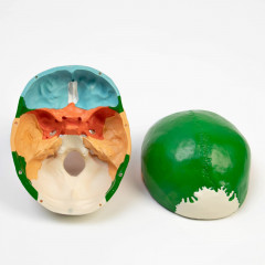 Макет «Череп человека» - Фото 4