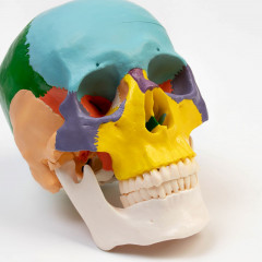 Макет «Череп человека» - Фото 5