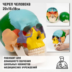 Макет «Череп человека» - Фото 6