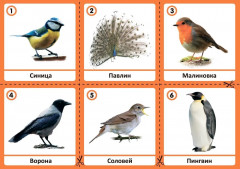 Программа, основанная на ECERS. Изучаем птиц. Наглядно-дидактический материал - Фото 1