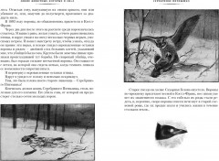 Рассказы о животных - Фото 4