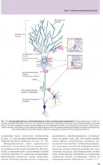 Основы психофармакологии. Теория и практика - Фото 3