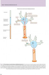 Основы психофармакологии. Теория и практика - Фото 4