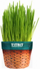 Трава для кошек «Овес» - Фото 2