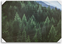 Картина модульная «Зеленый лес» - Фото 2